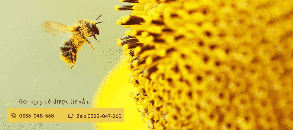 Các Công Dụng Tuyệt Vời Cho Sức Khỏe cua phan hoa Ong