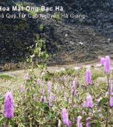 Tinh Hoa Mật Ong Bạc Hà – Món Quà Quý Từ Cao Nguyên Hà Giang