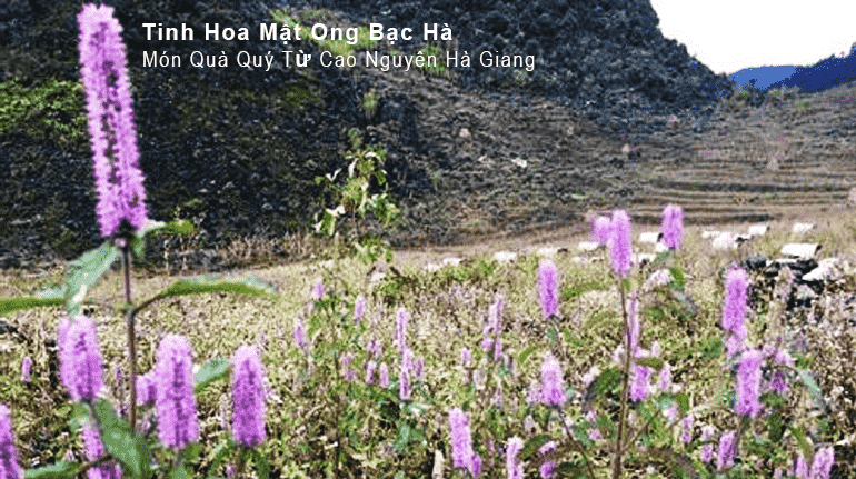 Tinh Hoa Mật Ong Bạc Hà – Món Quà Quý Từ Cao Nguyên Hà Giang